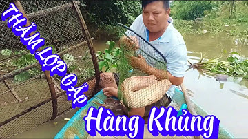 Nước lũ dâng cao thăm lọp sông trúng cá trê khủng quá đã! | HNHG