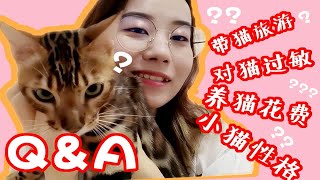 Q&A猫咪性格怎么选？养豹猫需要花多少钱？可以带猫旅行吗？对猫毛过敏怎么办？ by  Milk Group Zi 35 views 3 months ago 5 minutes, 28 seconds