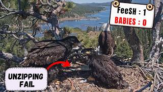 THEY GAVE UP! 😂 Sandy & Luna Can't Unzip Fish Despite TRYING So Hard! | Big Bear Bald Eagles 2026