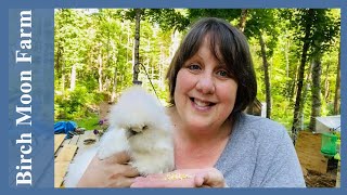 How to TRAIN Your CHICKENS to Come When you Call