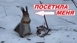 Белочка посетила меня (парк Кузьминки)