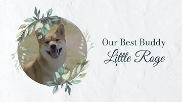 Free Pet Memorials Video Template (Customizable) - FlexClip