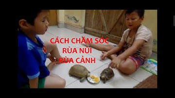 Cách chăm sóc rùa núi, rùa cảnh