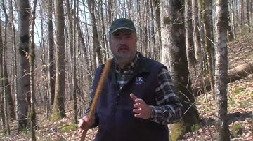 TREE HEIGHT MEASUREMENT