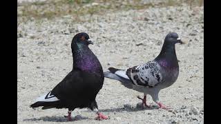 Sonidos De Paloma - Canto De Palomas - Audio De Paloma - Sonido De Paloma Doméstica (Columba livia)