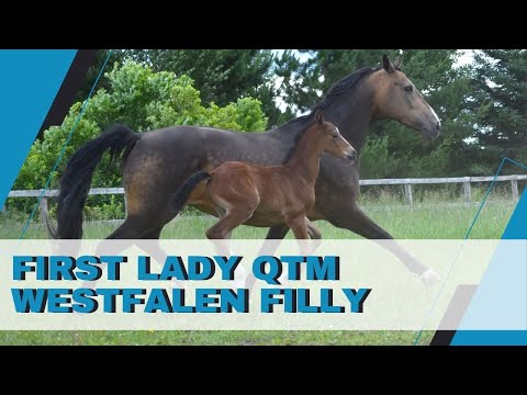 First Lady QTM   Westfalen filly