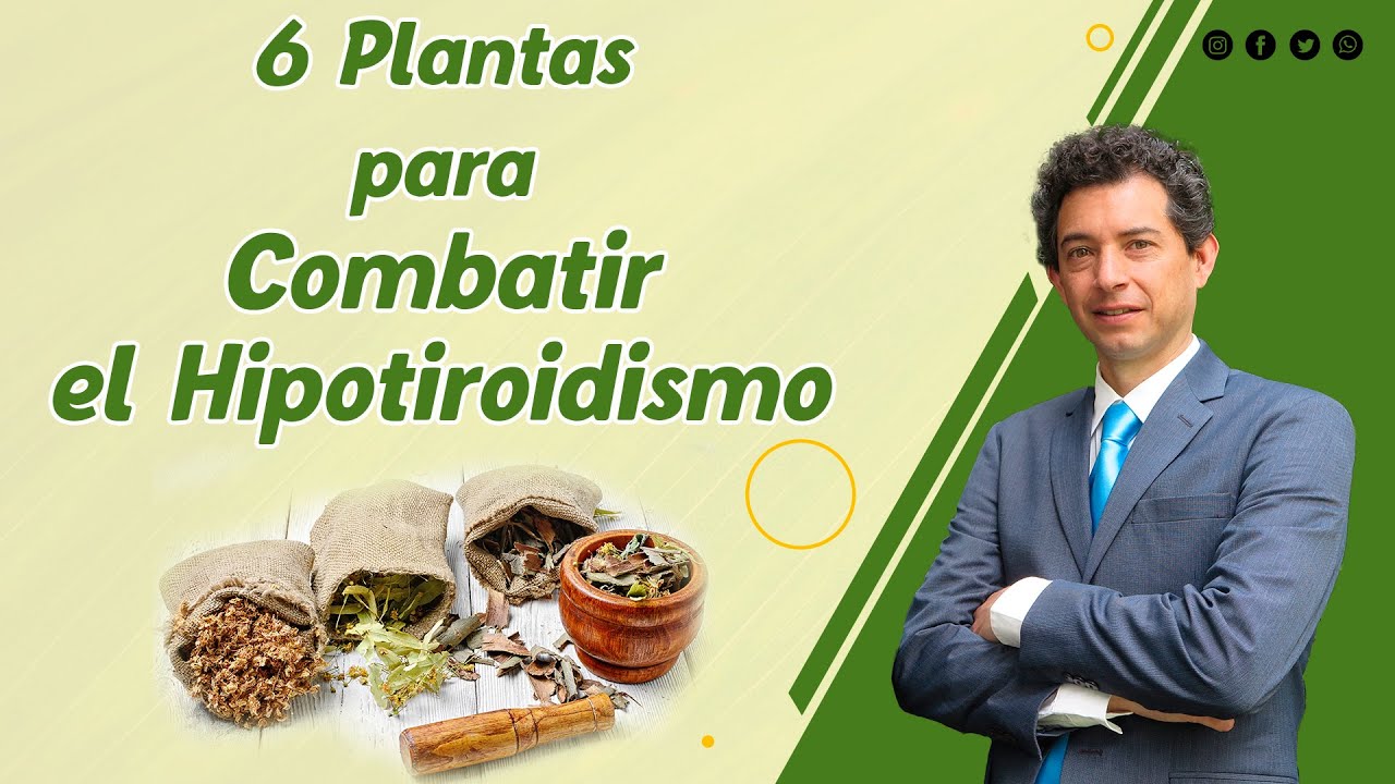 Plantas para tratar el hipotiroidismo naturalmente Plantas para tratar el hipotiroidismo naturalmente