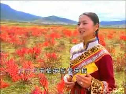 Tibetan Culture flourishing (Yangchen Lhamo) #446