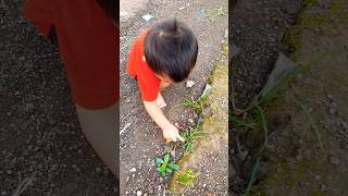 Si Boy Godain Bunga Putri Pemalu