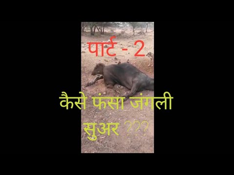 वीडियो: एक महसूस किए गए सुअर को कैसे सीना है