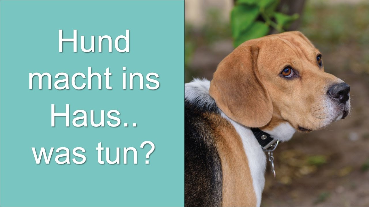 Alter Hund Macht Ins Haus