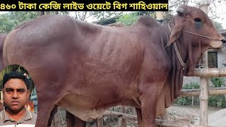 ৪৬০ টাকা কেজি লাইভ ওয়েটে ২০২৪ সালের উপযোগী ২ দাতের শাহিওয়াল ও গীর ।।special cow।।২০/০৫/২০২৪