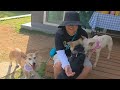 Choi, Sura, Boseul, and Manitto enjoying treats with other dogs🍗🧡😘