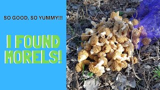 Morel Mushrooms 2019 Hunting In Oklahoma | I Found Morels In The Woods To Eat