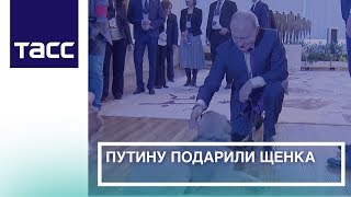 Путину подарили щенка Путину подарили щенка