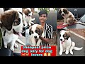 🐕 female dog available saint bernard cheapest price as a quality の動画、YouTube動画。