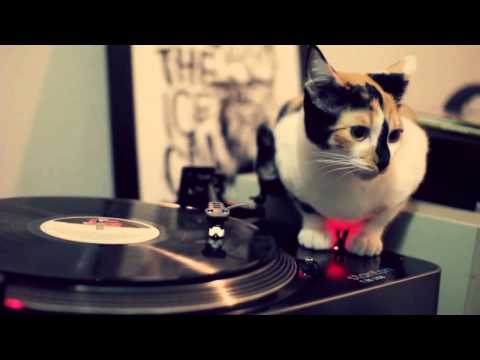 DJ Cat