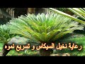 العناية بنخيل السيكاس لنمو سريع و صحي 