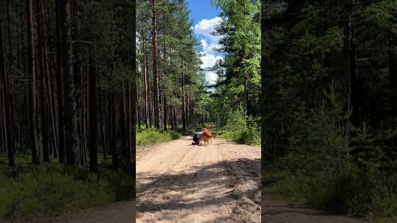 Dog returns to help owner after she stumbles on off-road path in Vyborg, Russia