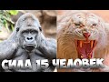 10 Самых Сильных Животных в Мире