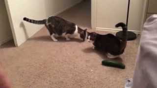 Scaredy Cats vs. Cucumber...