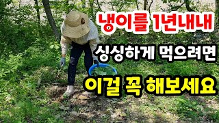 냉이나물 냉동보관 말고 1년내내 싱싱하게 먹는법#냉이나물보관법#냉이씨앗받기#냉이재배#냉이씨앗뿌리는시기#냉이수확시기#냉이나물효능#냉이된장국#냉이씨앗채취시기#텃밭#시골#건강#주말농장