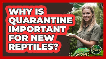 Why Is Quarantine Important For New Reptiles?