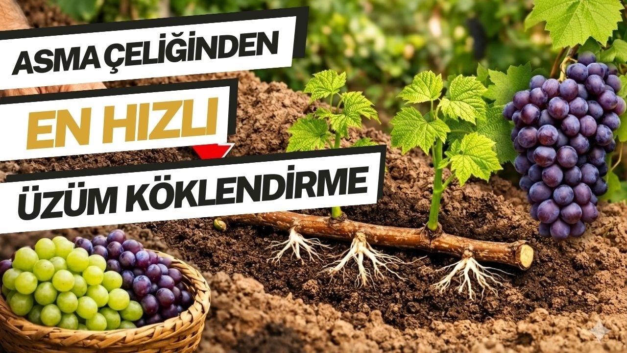 Çelikten En Hızlı Şekilde Üzüm Yetiştirme - Köklendirme !