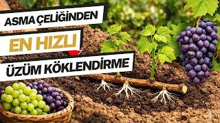 Çelikten En Hızlı Şekilde Üzüm Yetiştirme - Köklendirme 
