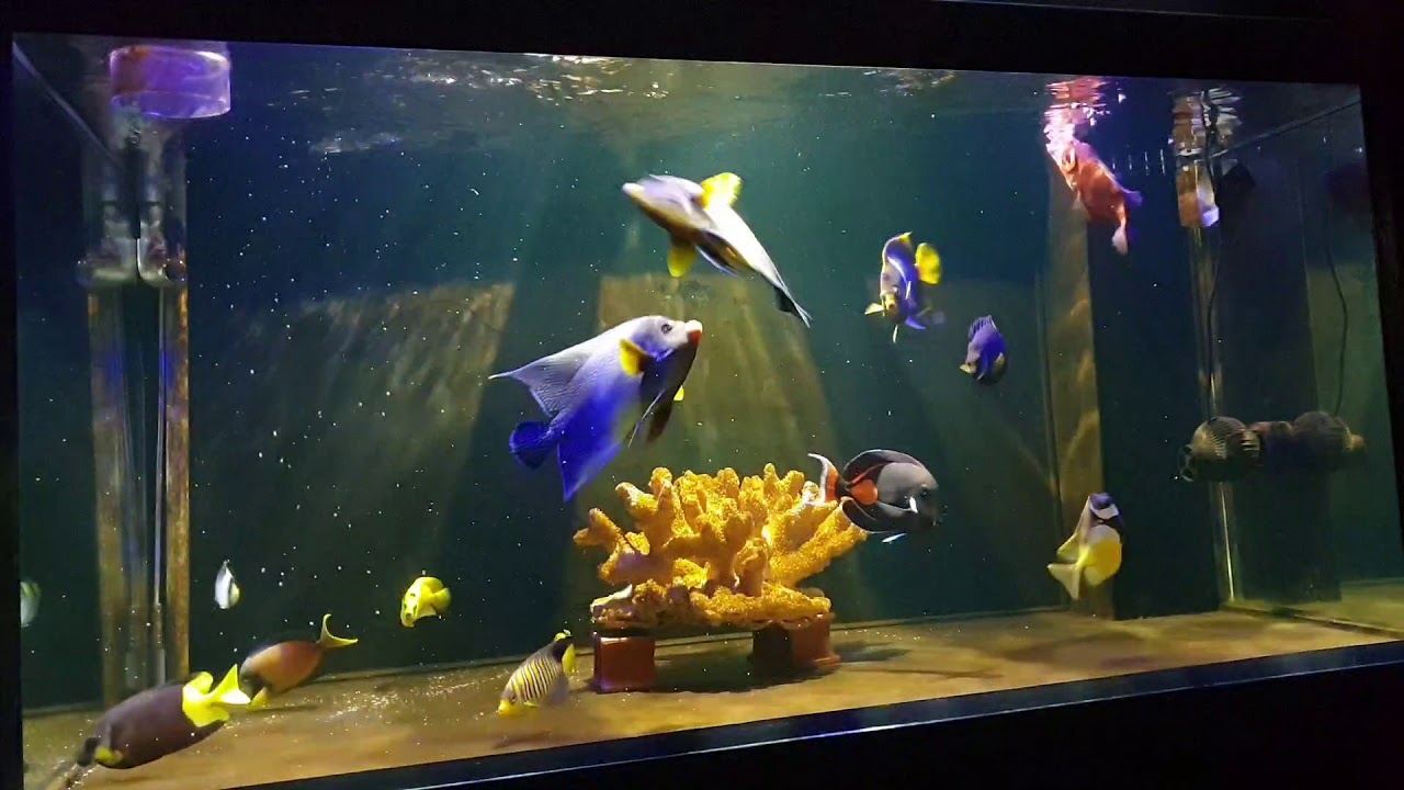 全哥的海水魚 移缸第二天餵食 Youtube