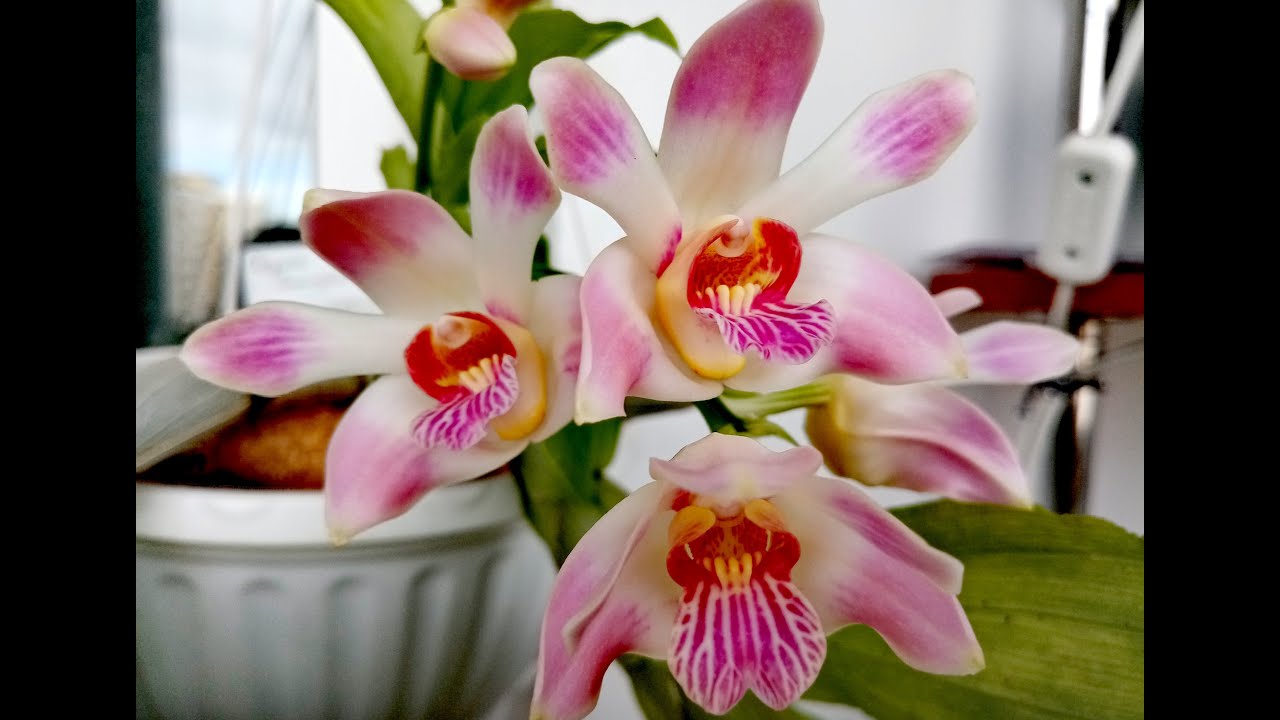 Хизиссссс!!! Наконец-то я дождалась его цветения!