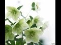 花は咲く ピアノ(ソロ)Instrumental