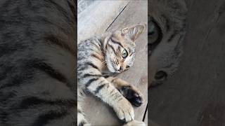 The Lazy Loaf Loves To Lounge kitten cute funny