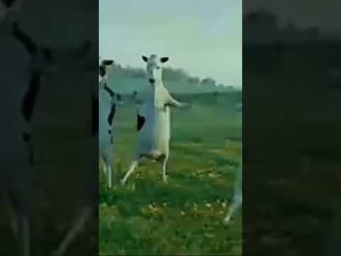علاوي علاوي لاوي لاوي علاوي لاوي لاوي