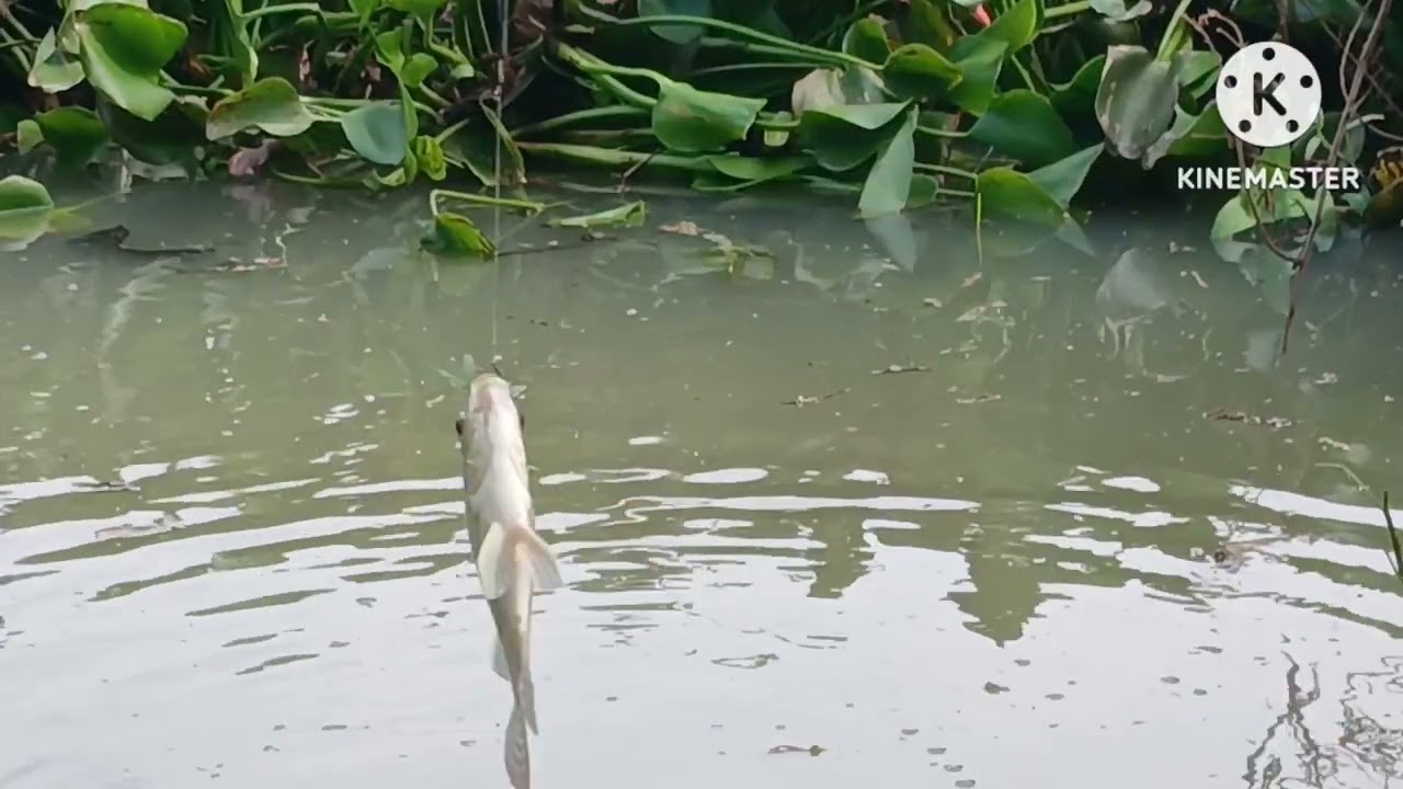 Lapor ketua mancing sebentar@IzulNazmudin