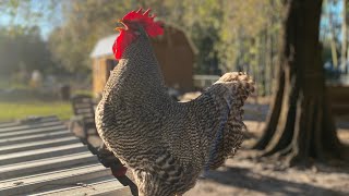 Barred rock chickens, show quality.