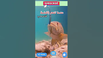 كيف يقظم السمك الطعم 