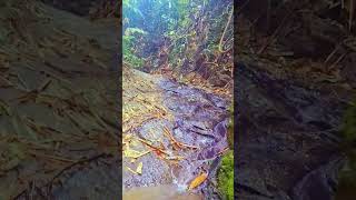 Beautiful stream sounds|Forest stream ASMR|Nature sounds|white noise for sleeping.
