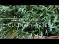 HOW TO DRY HERBS - DRY YOUR OWN CULINARY HERBS