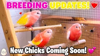 HOT HOT HOT SUMMER!!! Quick bird breeding update 