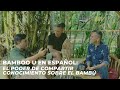 Bamboo U en Español: El Poder de Compartir Conocimiento Sobre el Bambú