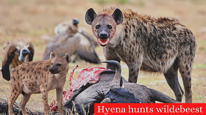Thrilling chase - Hyena hunting Wildebeest
