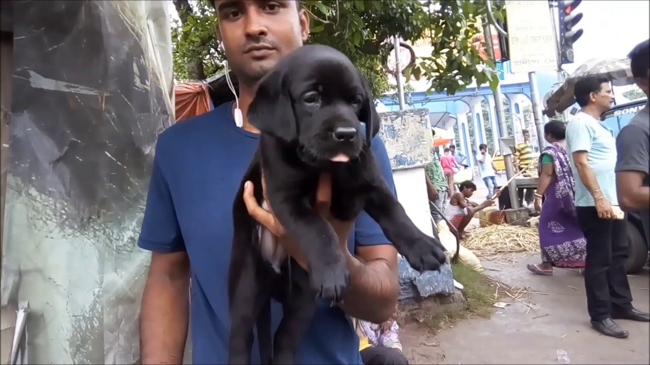 labrador puppies for sale Home Breed Pomeranian & Labrador - With Breeder's Phone Number