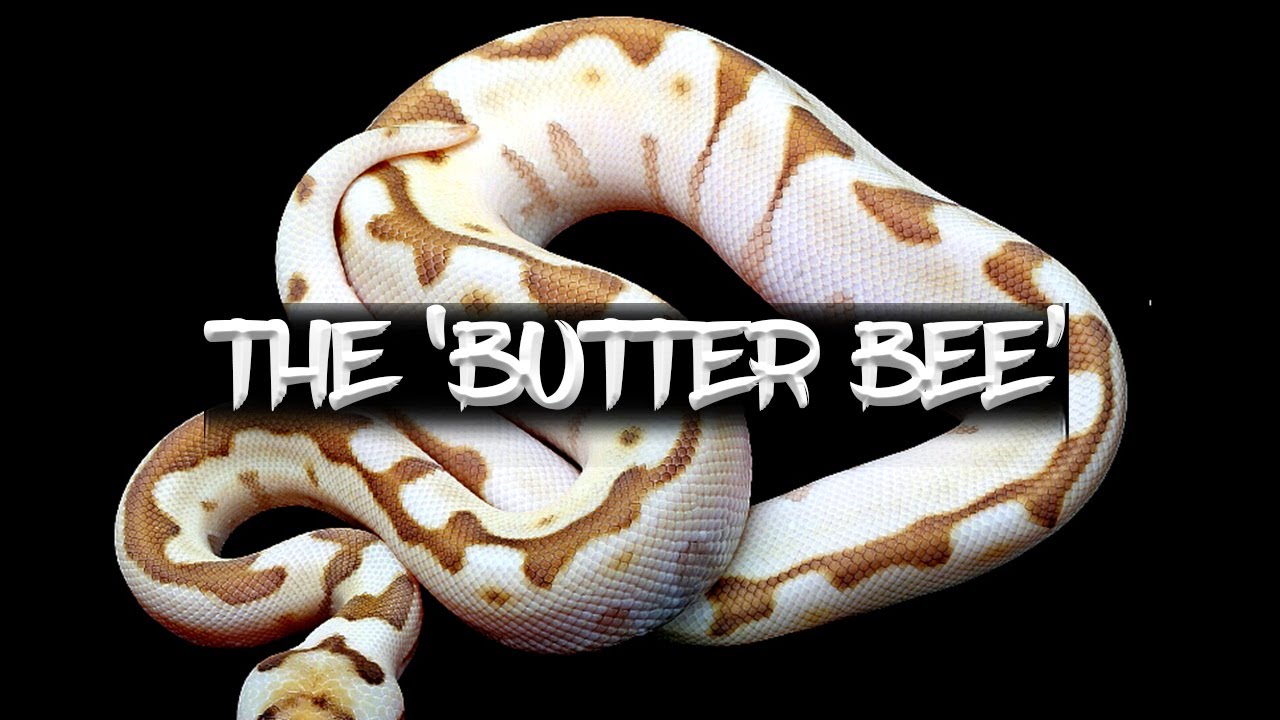 The Amazing 'Butter Bee' Ball Python! - Youtube