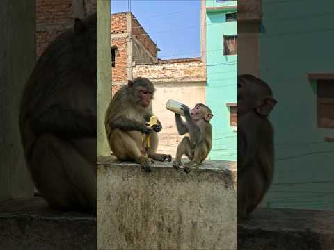 monkey eating banana baby feed milk #bandar #monkey #monkeyvideo