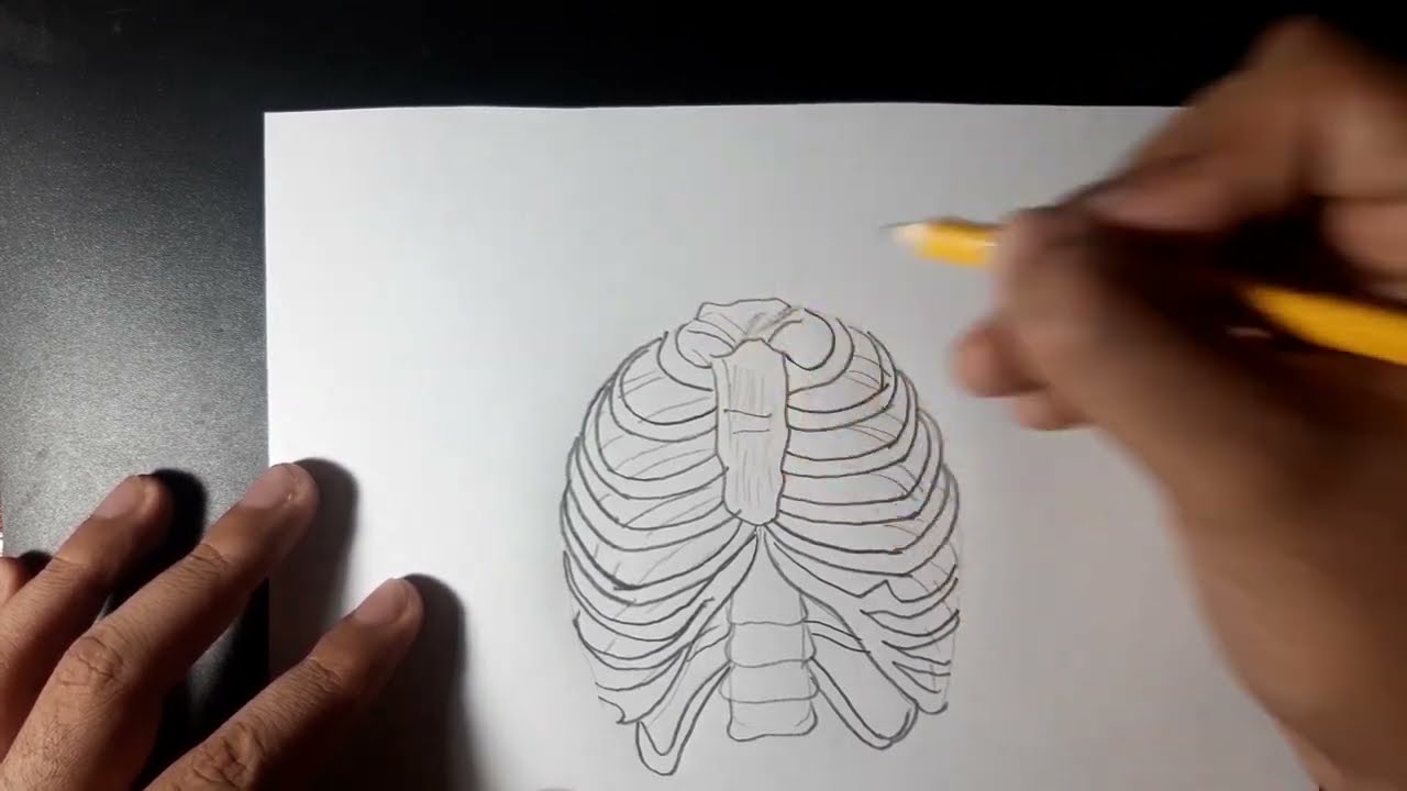 Como desenhar costela humana