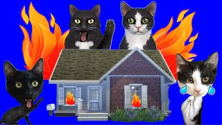 Paso 24 horas en los SIMS 4 con Luna y Estrella los gatitos ¿se nos quema la casa? / Videos de gatos