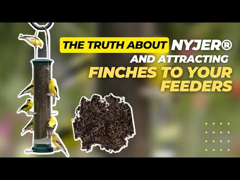 The Truth About Nyjer® and Attracting Finches to Your Feeders