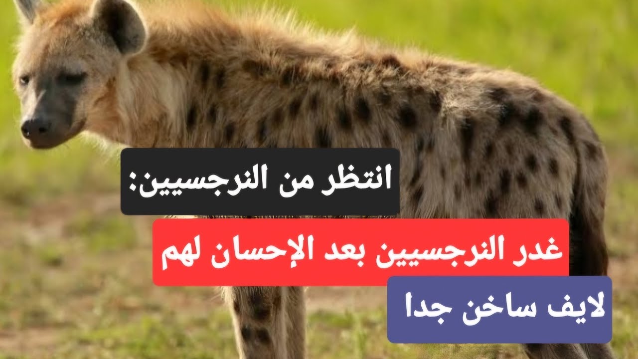لايف ناري جهز نفسك الشخصيه النرجسيه هتضاعف الأذzيه و الاساءءه بعد ما تعملهم معروف رائع ؟