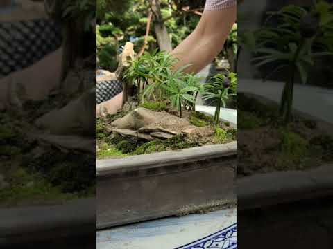 Video Cách tạo chậu bonsai từ cây Tùng La Hán mini | Vua Tùng - youtube